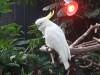 713 - 20160118 Vancouver Bloedel Floral Conservatory