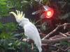 714 - 20160118 Vancouver Bloedel Floral Conservatory