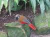 717 - 20160118 Vancouver Bloedel Floral Conservatory