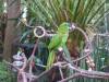 732 - 20160118 Vancouver Bloedel Floral Conservatory