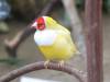 739 - 20160118 Vancouver Bloedel Floral Conservatory