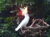 763 - 20160118 Vancouver Bloedel Floral Conservatory