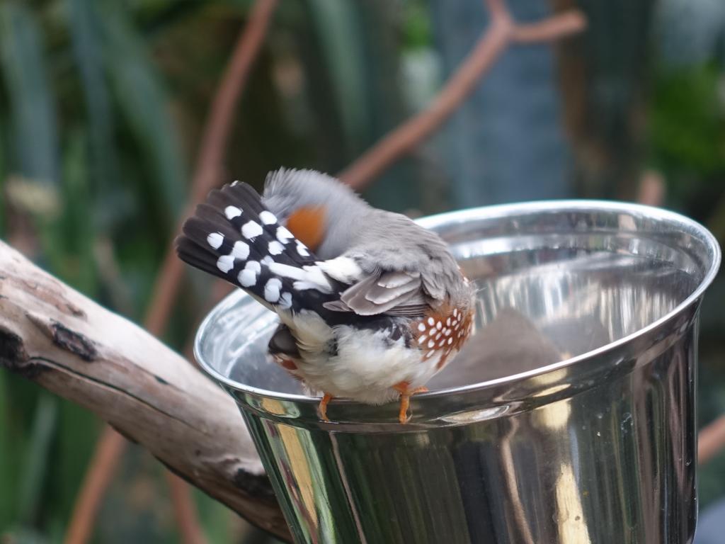 704 - 20160118 Vancouver Bloedel Floral Conservatory