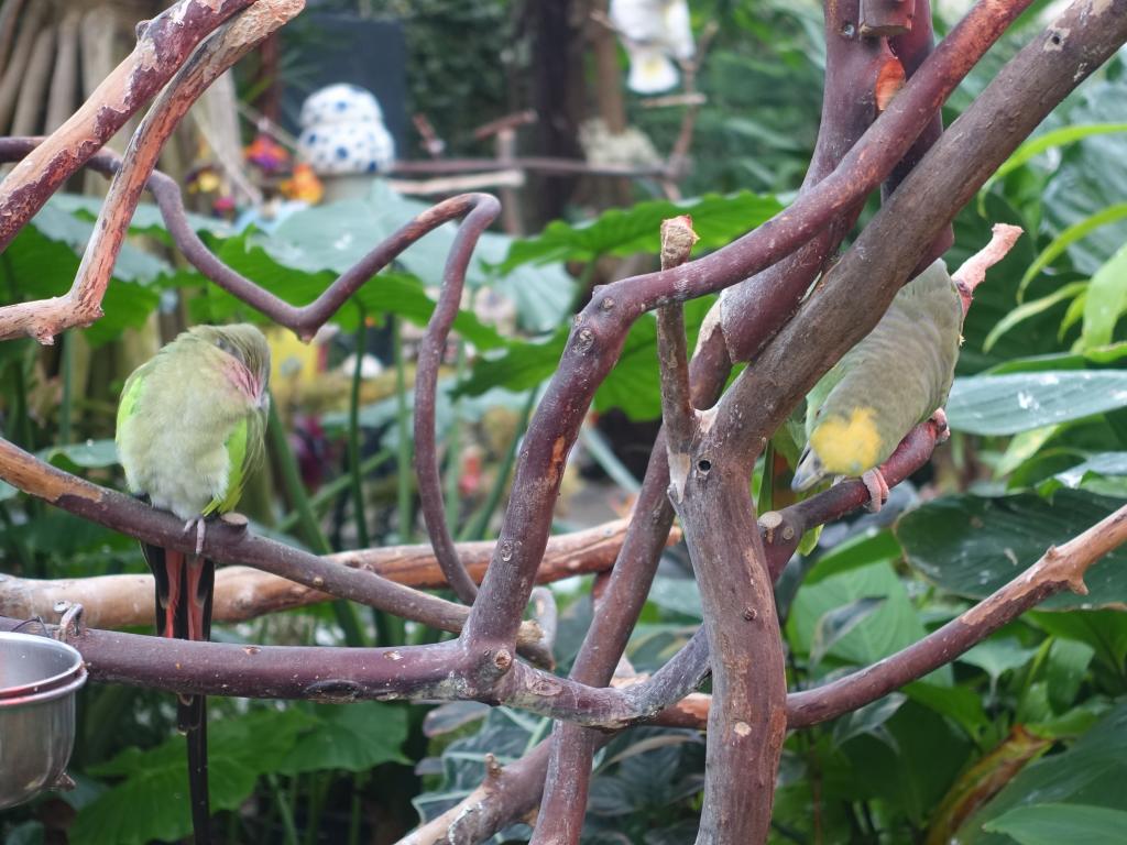 711 - 20160118 Vancouver Bloedel Floral Conservatory