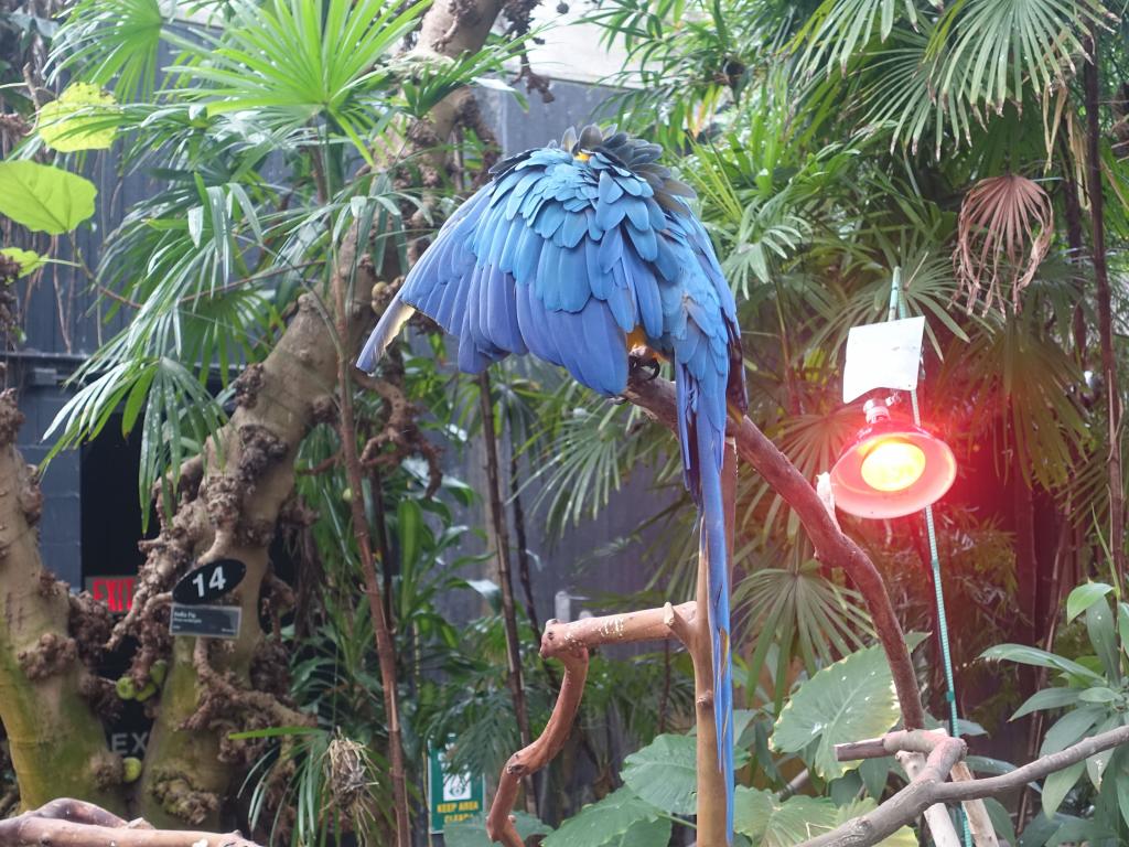 716 - 20160118 Vancouver Bloedel Floral Conservatory