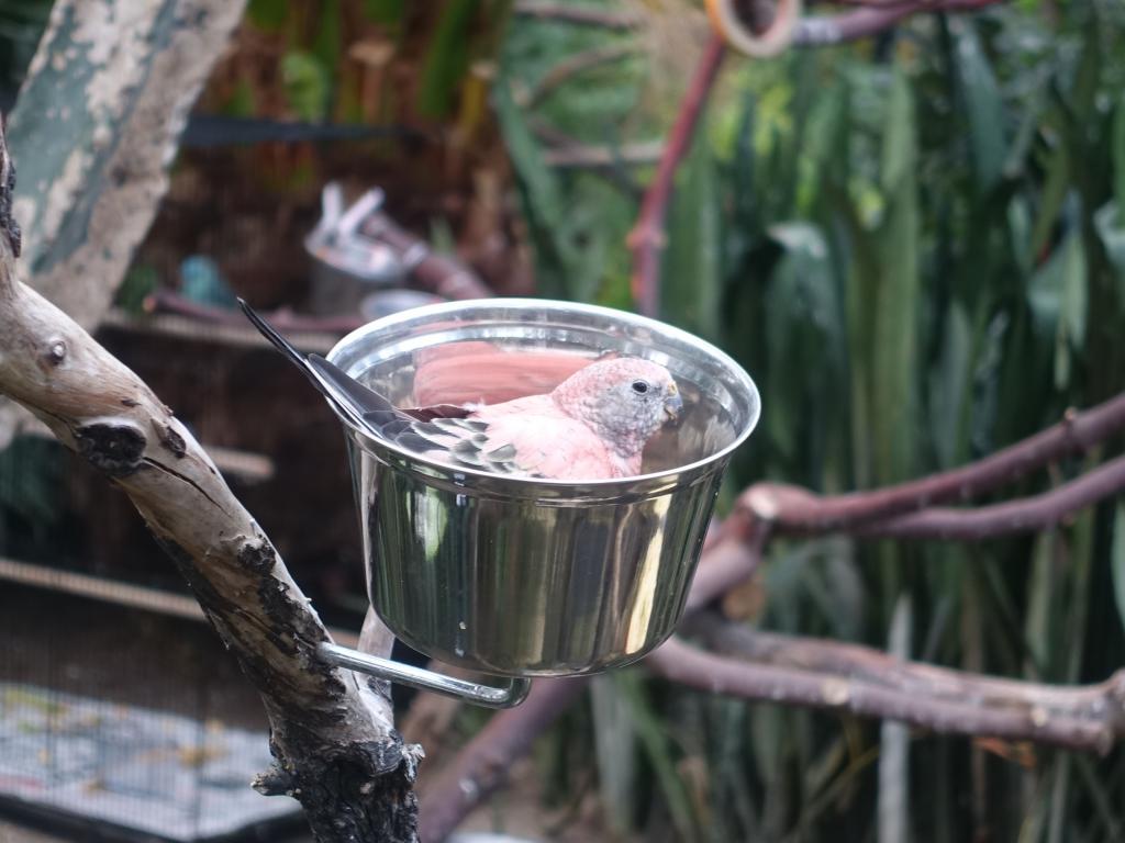 724 - 20160118 Vancouver Bloedel Floral Conservatory