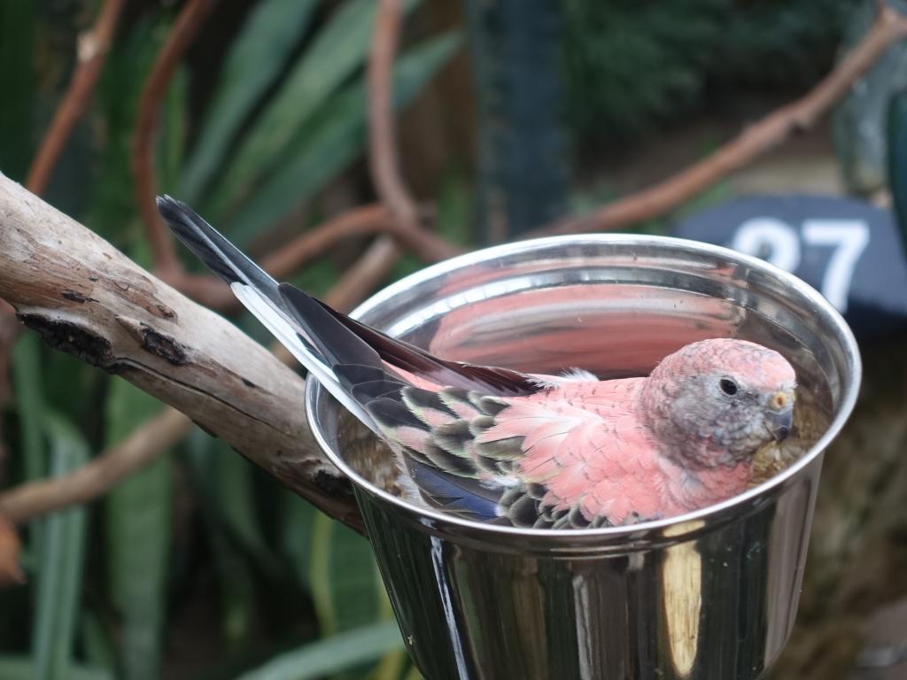 729 - 20160118 Vancouver Bloedel Floral Conservatory