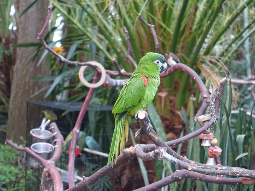 732 - 20160118 Vancouver Bloedel Floral Conservatory