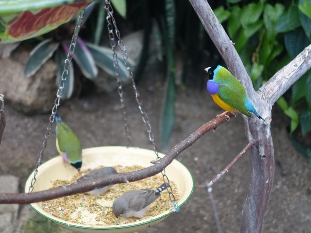 735 - 20160118 Vancouver Bloedel Floral Conservatory