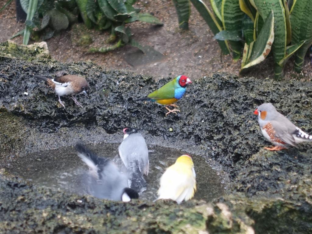 740 - 20160118 Vancouver Bloedel Floral Conservatory