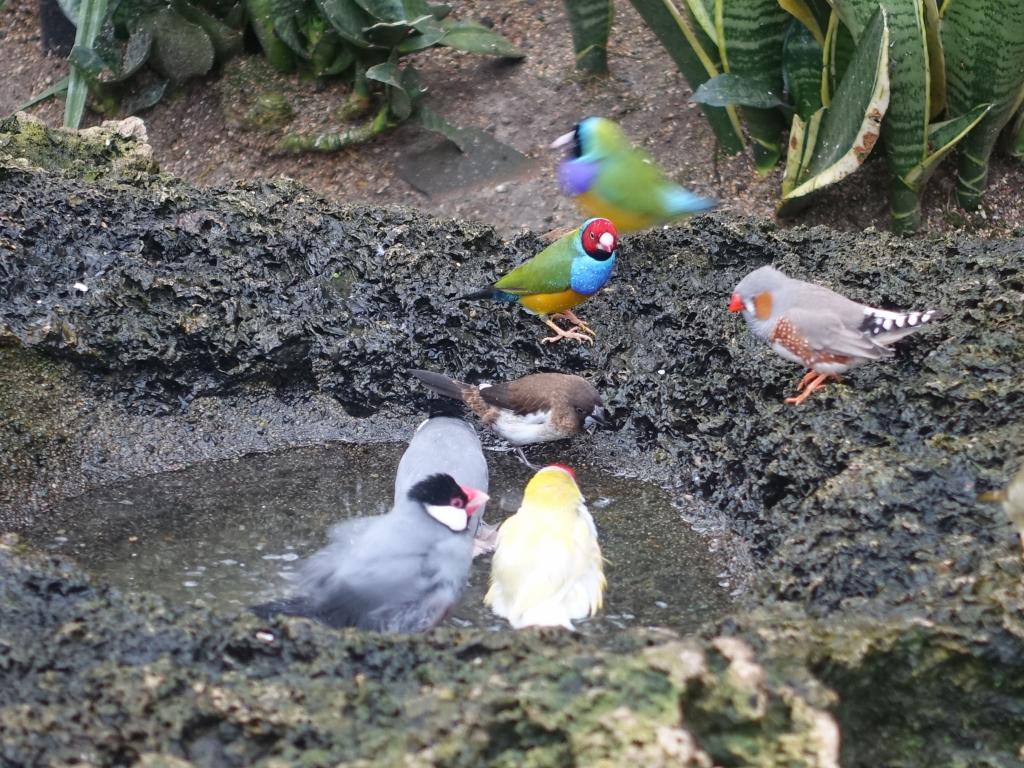 741 - 20160118 Vancouver Bloedel Floral Conservatory