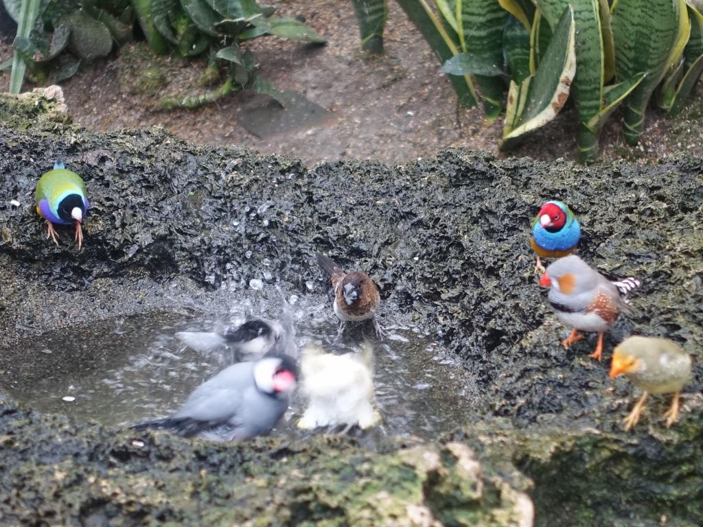 742 - 20160118 Vancouver Bloedel Floral Conservatory