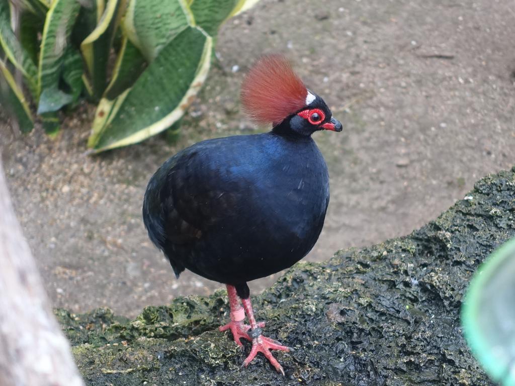 747 - 20160118 Vancouver Bloedel Floral Conservatory