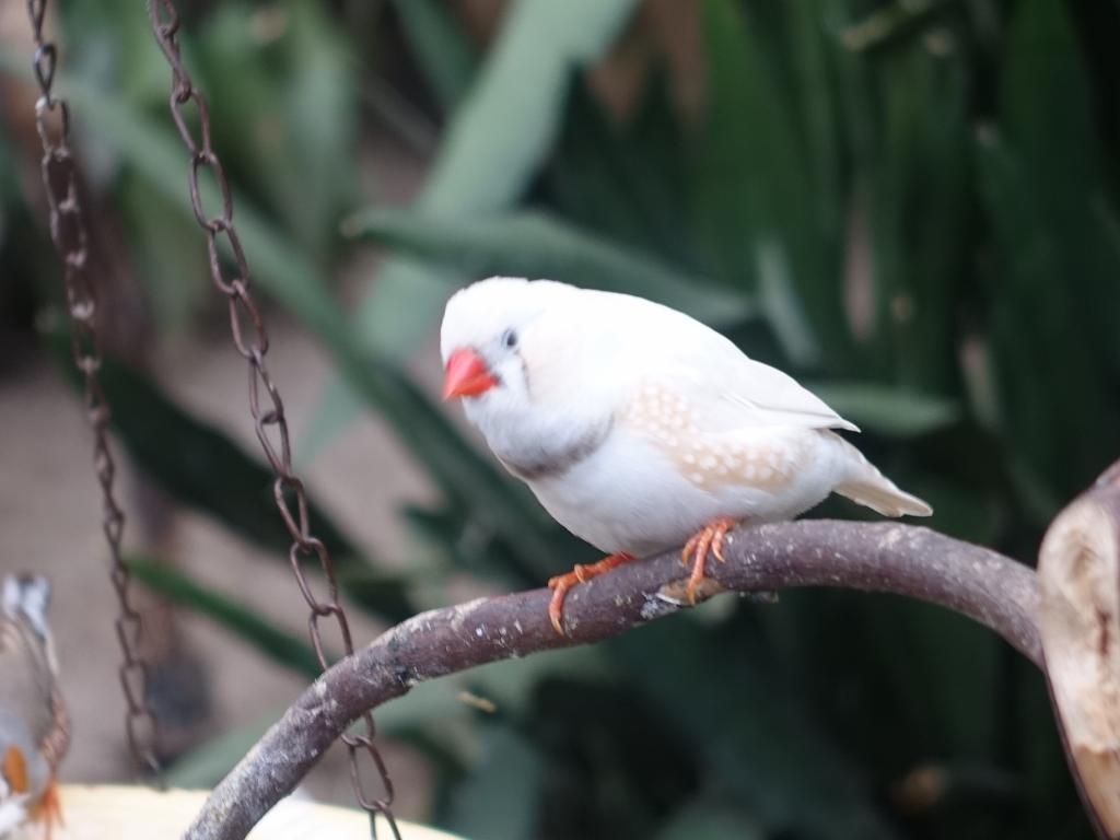 749 - 20160118 Vancouver Bloedel Floral Conservatory