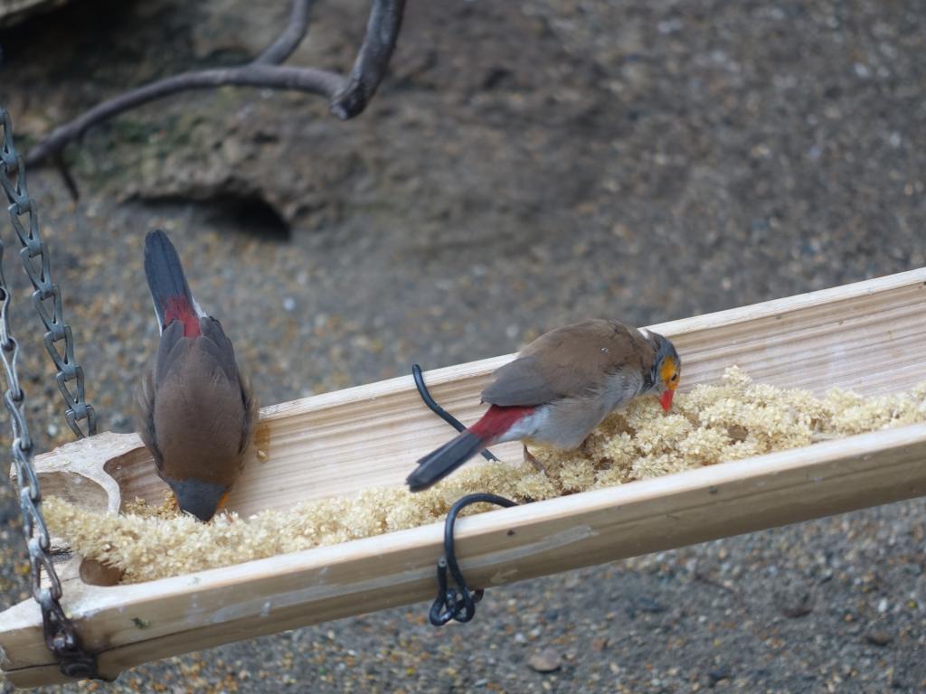 757 - 20160118 Vancouver Bloedel Floral Conservatory