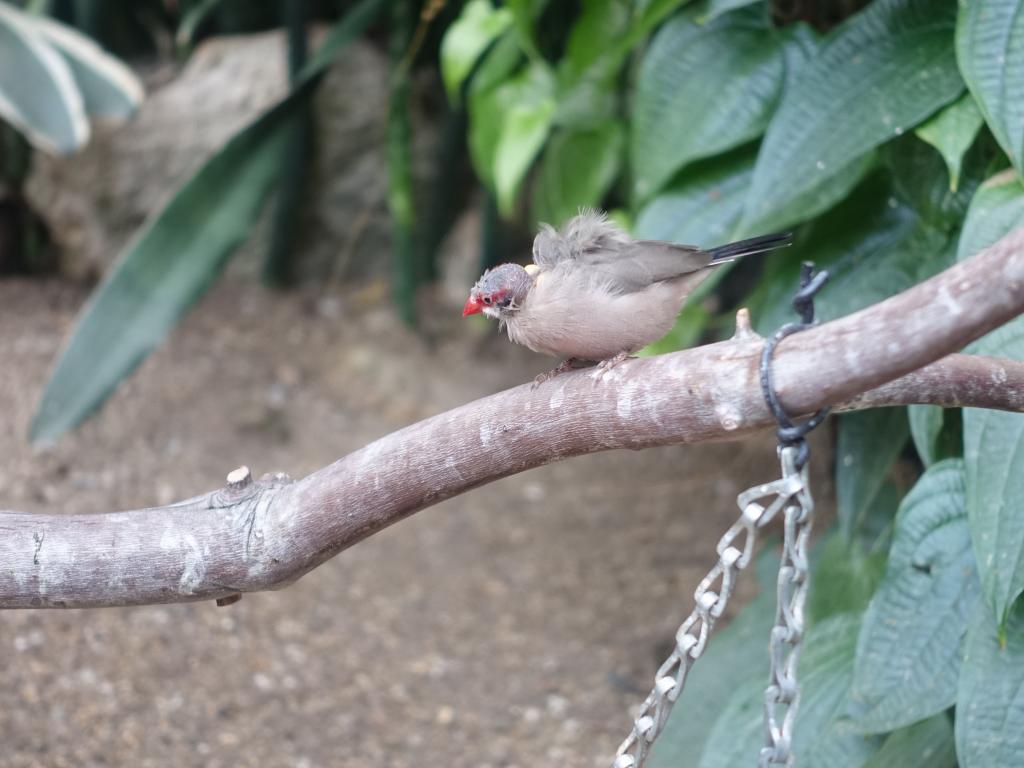 758 - 20160118 Vancouver Bloedel Floral Conservatory