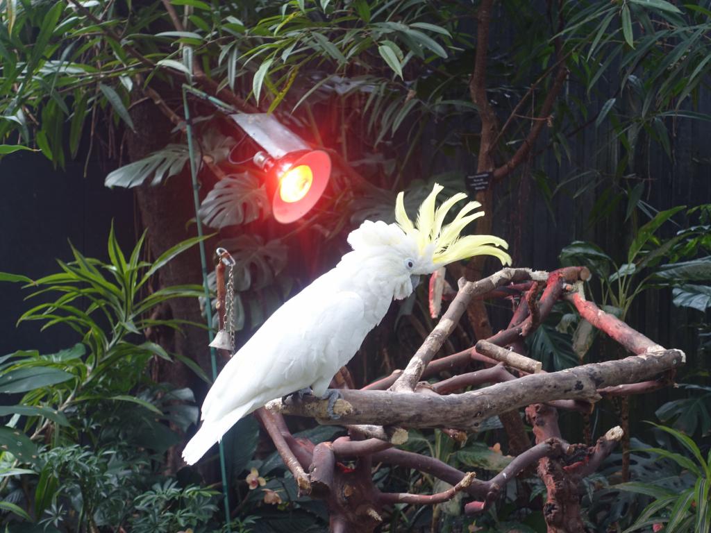 762 - 20160118 Vancouver Bloedel Floral Conservatory