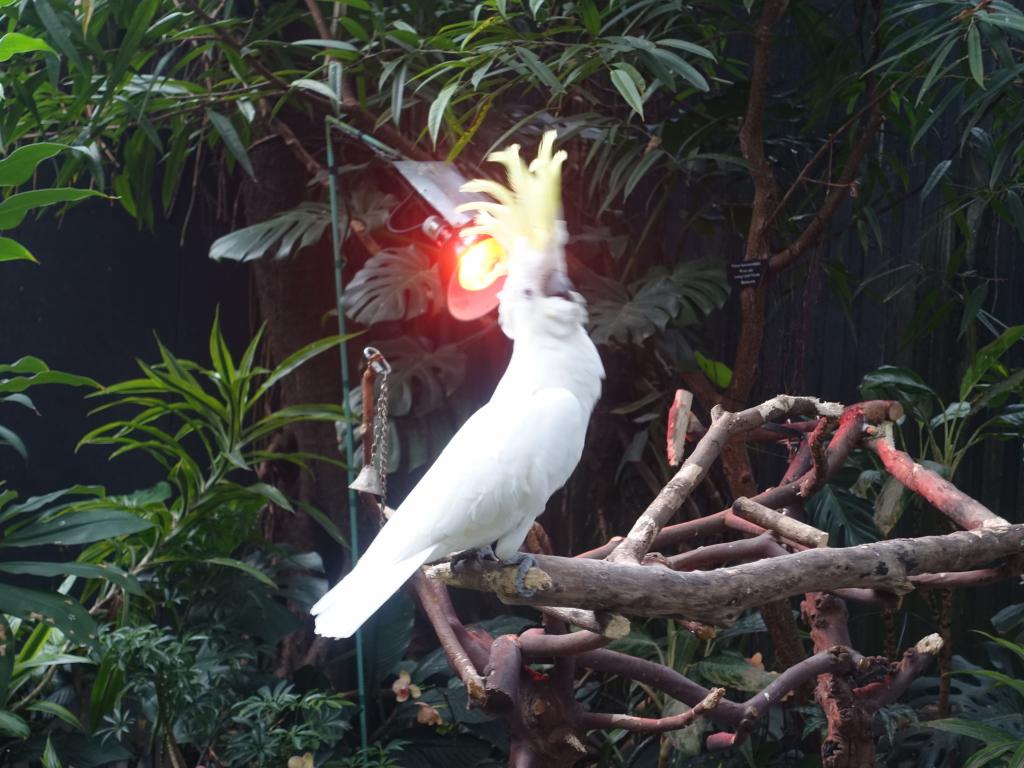 763 - 20160118 Vancouver Bloedel Floral Conservatory