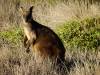 881 - 20160129 Australia Melbourne