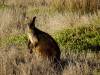 882 - 20160129 Australia Melbourne