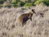 883 - 20160129 Australia Melbourne