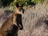 884 - 20160129 Australia Melbourne