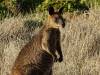 885 - 20160129 Australia Melbourne