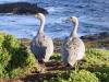 890 - 20160129 Australia Melbourne
