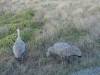 893 - 20160129 Australia Melbourne