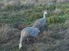 894 - 20160129 Australia Melbourne