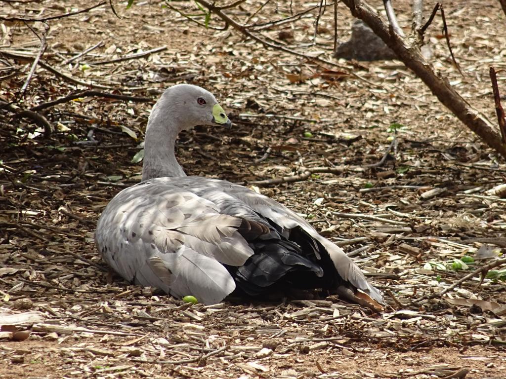 113 - 20160129 Australia Melbourne