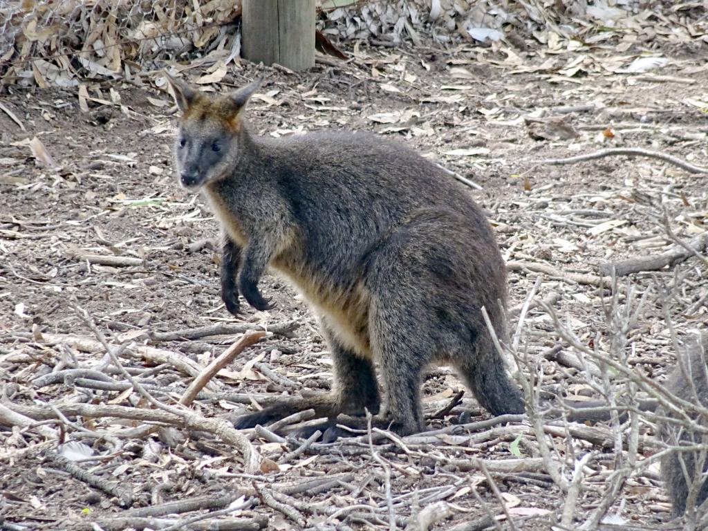 124 - 20160129 Australia Melbourne