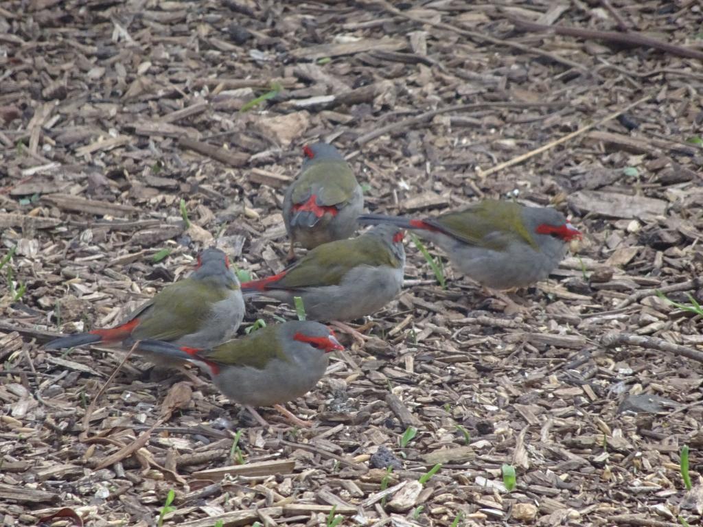 131 - 20160129 Australia Melbourne