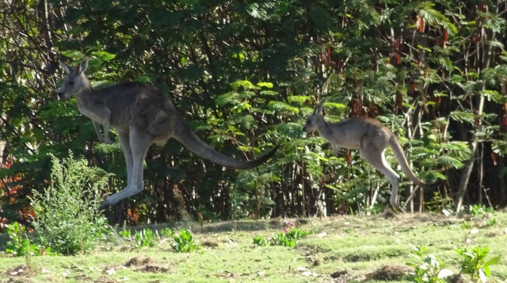 221 - 20160129 Australia Melbourne