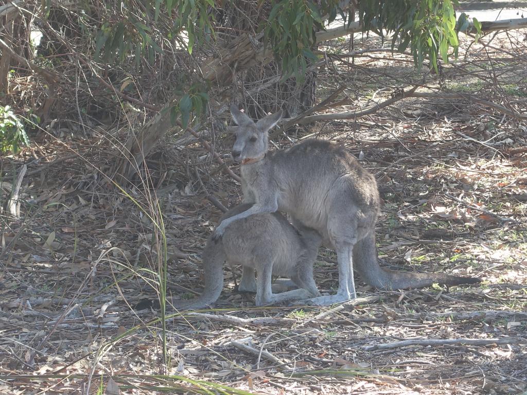 226 - 20160129 Australia Melbourne