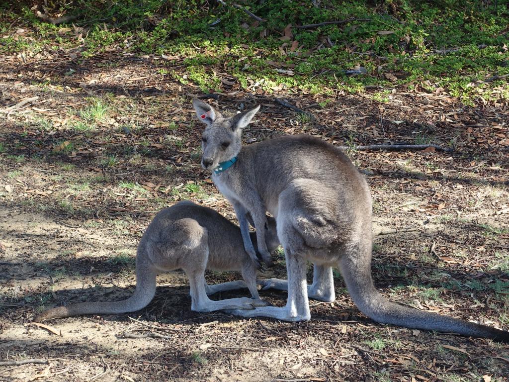 229 - 20160129 Australia Melbourne