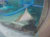 218 - 20160421 Day02 Sentosa Island Adventure Cove Waterpark