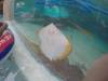 219 - 20160421 Day02 Sentosa Island Adventure Cove Waterpark