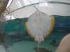 223 - 20160421 Day02 Sentosa Island Adventure Cove Waterpark