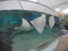 225 - 20160421 Day02 Sentosa Island Adventure Cove Waterpark