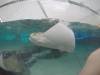 226 - 20160421 Day02 Sentosa Island Adventure Cove Waterpark