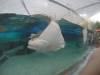230 - 20160421 Day02 Sentosa Island Adventure Cove Waterpark