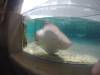 234 - 20160421 Day02 Sentosa Island Adventure Cove Waterpark