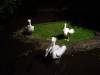 511 - 20160421 Day04 Science Museum Bird Park Night Zoo