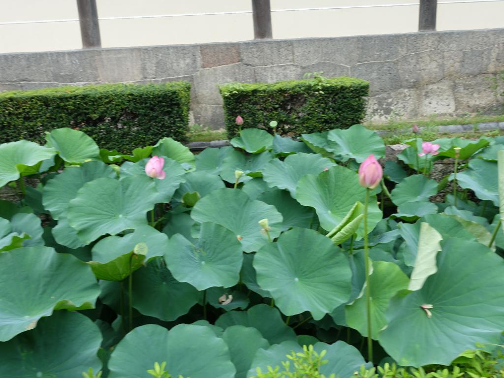 380 - 20160717 Day06 Kyoto