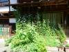 116 - 20160718 Day07 Magome-Tsumago Matsumoto Shinano-Omachi