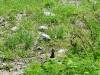 221 - 20160719 Day08 Alpen Route