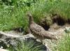 223 - 20160719 Day08 Alpen Route