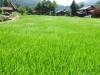238 - 20160721 Day10 Takayama Shirakawago Kanazawa