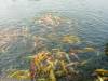 116 - 20160723 Day12 Okayama Hiroshima